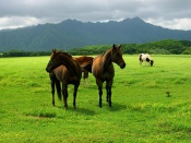 Horses Wallpaper
