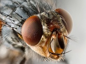 Housefly Wallpaper