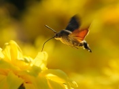 Hummingbird Hawk - moth Wallpaper
