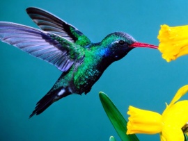 Hummingbird Wallpaper (click to view)