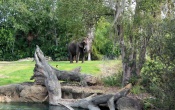 Kilimanjaro Safaris Disney World