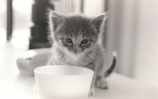 Kitten Drinking
