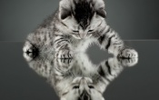 Kitten Reflecting