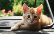 Kitten Relaxing