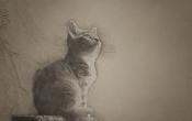 Kitten Sketch
