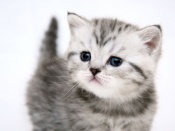 Kitten Wallpaper