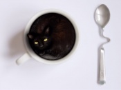 Kitty in Your Cup Wallpaper