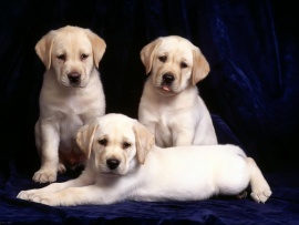 Labrador Puppies Wallpaper (click to view)