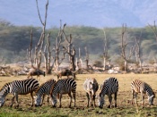 Lake Manyara National Park