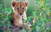 Lion Cub Disney Nature