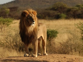Lion Wallpaper (click to view)