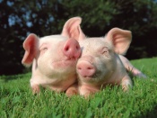 Little Pigs Wallpaper