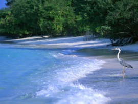 Maldive Island Wallpaper (click to view)