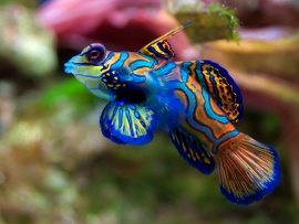 Mandarinfish Wallpaper (click to view)