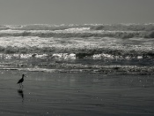 Marbled Godwit at the Beach Wallpaper