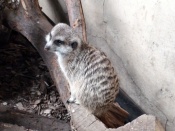 Meerkat Wallpaper-Calgary Zoo