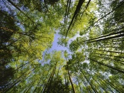 Michaux State Forest - Treetops