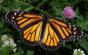Monarch Butterfly