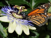 Monarch Butterfly Wallpaper