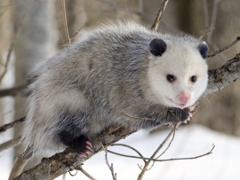 Opossum Possum Wallpaper (click to view)