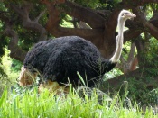Ostrich Wapaper