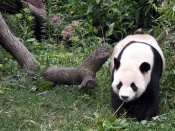 Panda Wallpaper