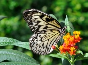 Paper Kite Butterfly Wallpaper