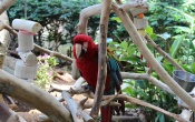 Parrot Computer
