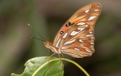 Passion Butterfly