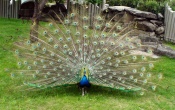 Peacock Wallpaper