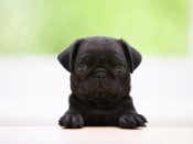Peek-a-Boo Puppy Wallpaper