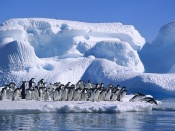 Penguins at their Beach Wallpaper