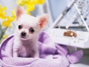 Piano Puppy Wallpaper