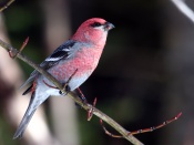 Pine Grosbeak Wallpaper