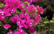 Pink Flower Closeup