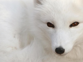 Polar Fox Wallpaper (click to view)