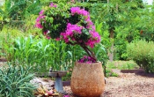 Pretty Hawaiian Flowers