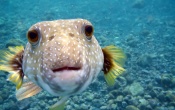 Puffer Fish Wallpaper