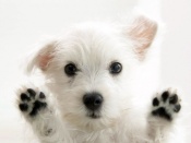 Puppy in the Window