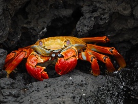 Red Rock Crab Wallpaper (click to view)