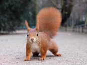 Red Squirrel Wallpaper