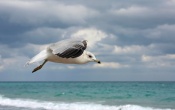 Ring-billed Gull Wallpaper
