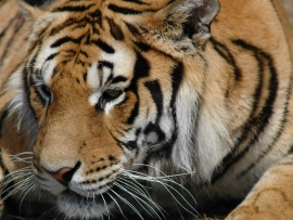 Siberian Tiger Wallpaper (click to view)