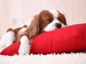Sleepy Puppy iPad Wallpaper