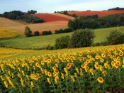 Sunflower Field Wallpaper