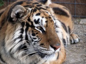Tiger - Animal Wallpaper