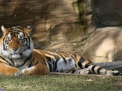 Tiger Wallpaper