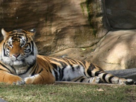 Tiger Wallpaper (click to view)