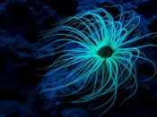 Tube-dwelling Anemone