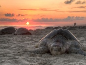 Turtle Wallpaper